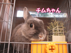 141229q.gif
