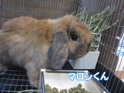 141229w.gif