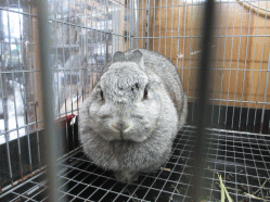 141229z.gif