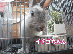 141229z1.gif