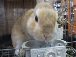 141229z11.gif