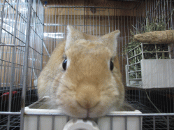 141229z4.gif