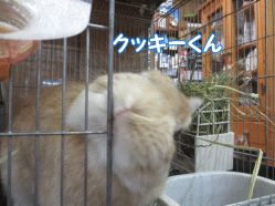 141229z5.gif