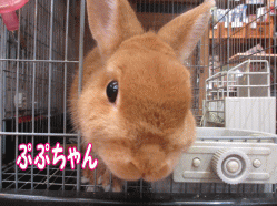 141229z7.gif