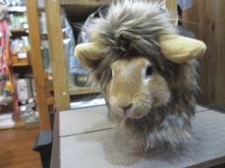 141230f.gif