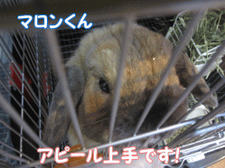 141230t.gif