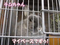 141230v.gif