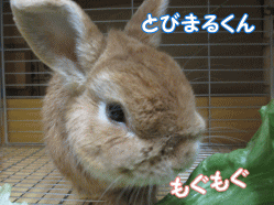 141230z5.gif