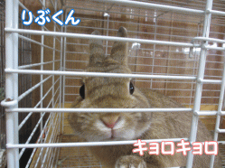 141231b.gif