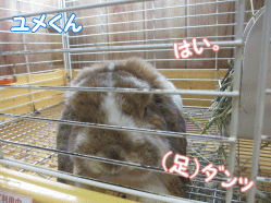 141231c.gif