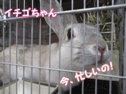 141231g.gif