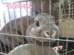 141231h.gif