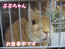 141231i.gif