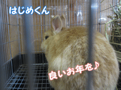 141231t.gif