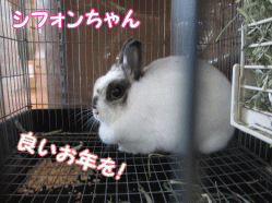 141231v.gif