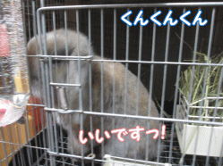 141231z2.gif
