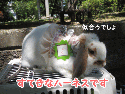 14sora05.gif