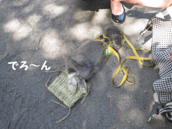 14sora26.gif