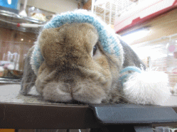 150108b.gif