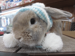 150110p.gif