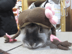 150111a2.gif