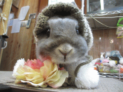 150111f2.gif
