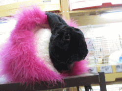 150111g2.gif