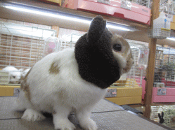 150129b.gif