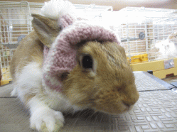 150130a2.gif