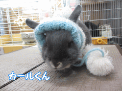 150131k.gif