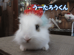 150202g.gif