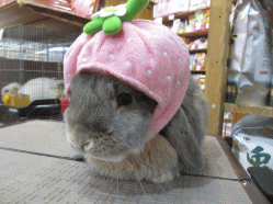 150210b.gif