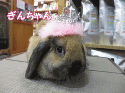 150212c.gif