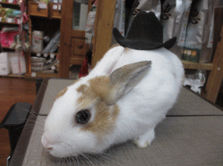 150220b2.gif