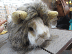 150223d.gif