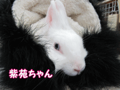 150228w.gif