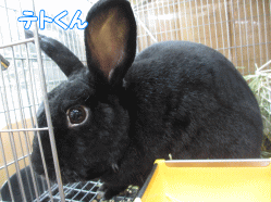 15025q.gif
