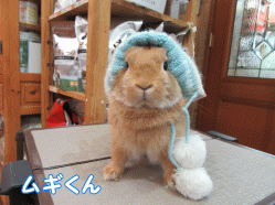 150301a1.gif