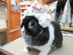 150302d.gif