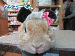 150303a.gif