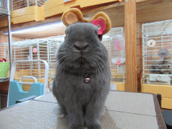 150303d.gif