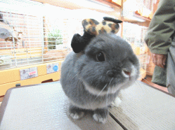 150306a2.gif