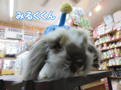 150314a.gif