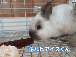 150314i.gif
