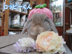 150317a.gif