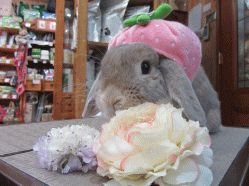 150317b.gif
