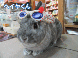150317c.gif
