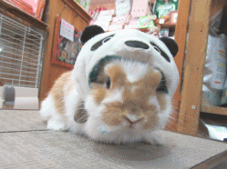 150320a2.gif