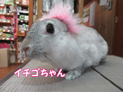 150321c.gif
