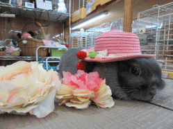 150323b.gif